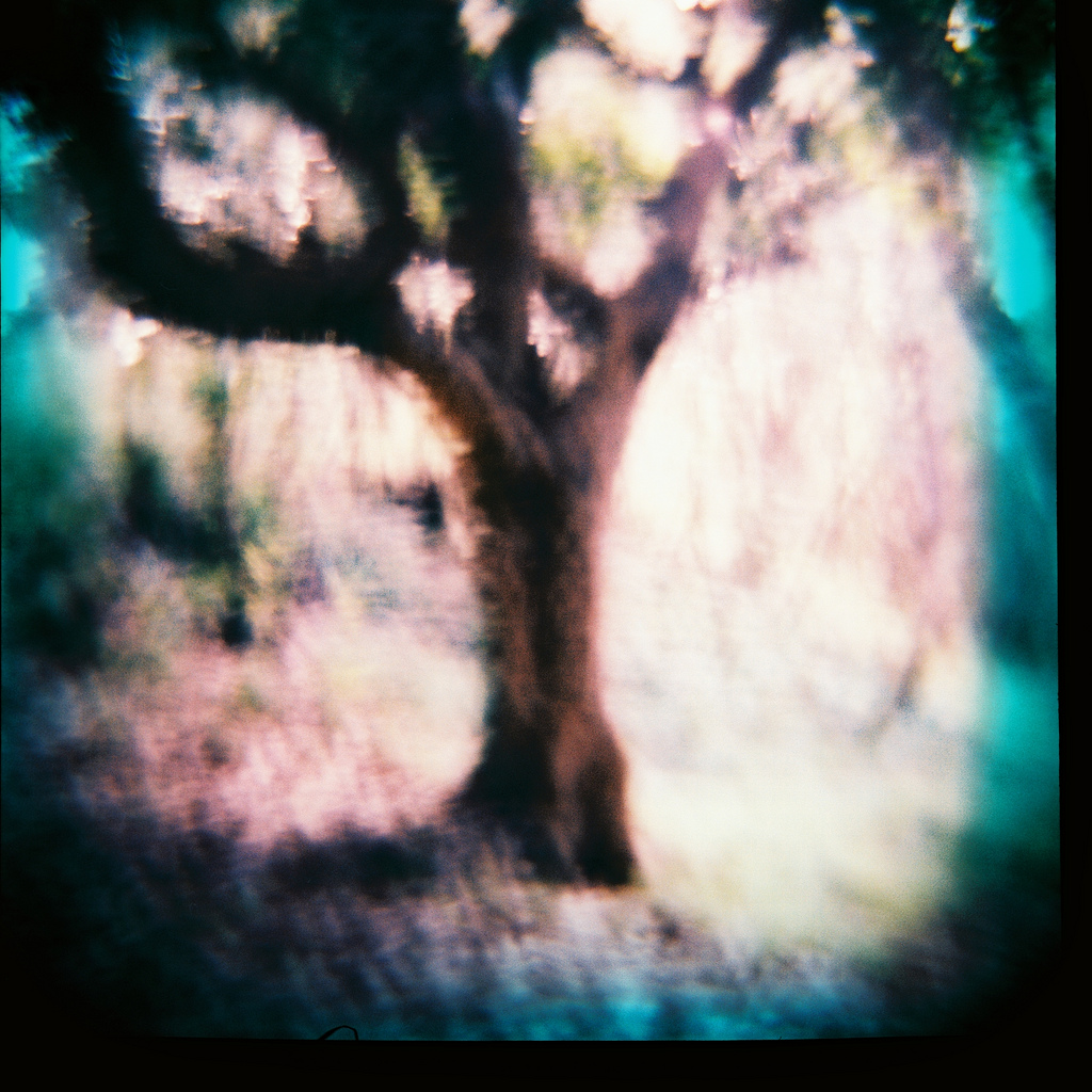 From the series "Island Life"